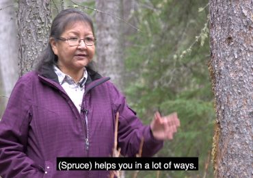 Spruce Tree – Dehcho First Nations